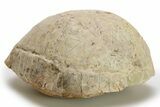 Inflated Fossil Tortoise (Stylemys) - South Dakota #280780-3